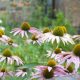 Coneflowers in the gardens at OSH