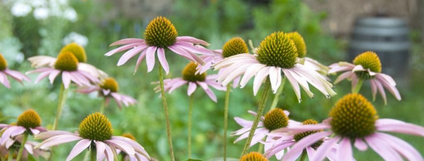 Coneflowers in the gardens at OSH