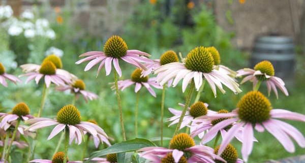 Close up of a coneflower plant