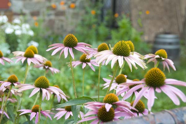 Close up of a coneflower plant