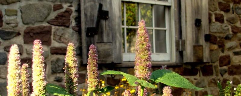 Flowers at OSH