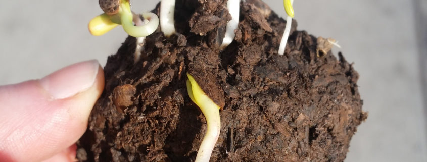 A "seed bomb" growing tiny green sprouts