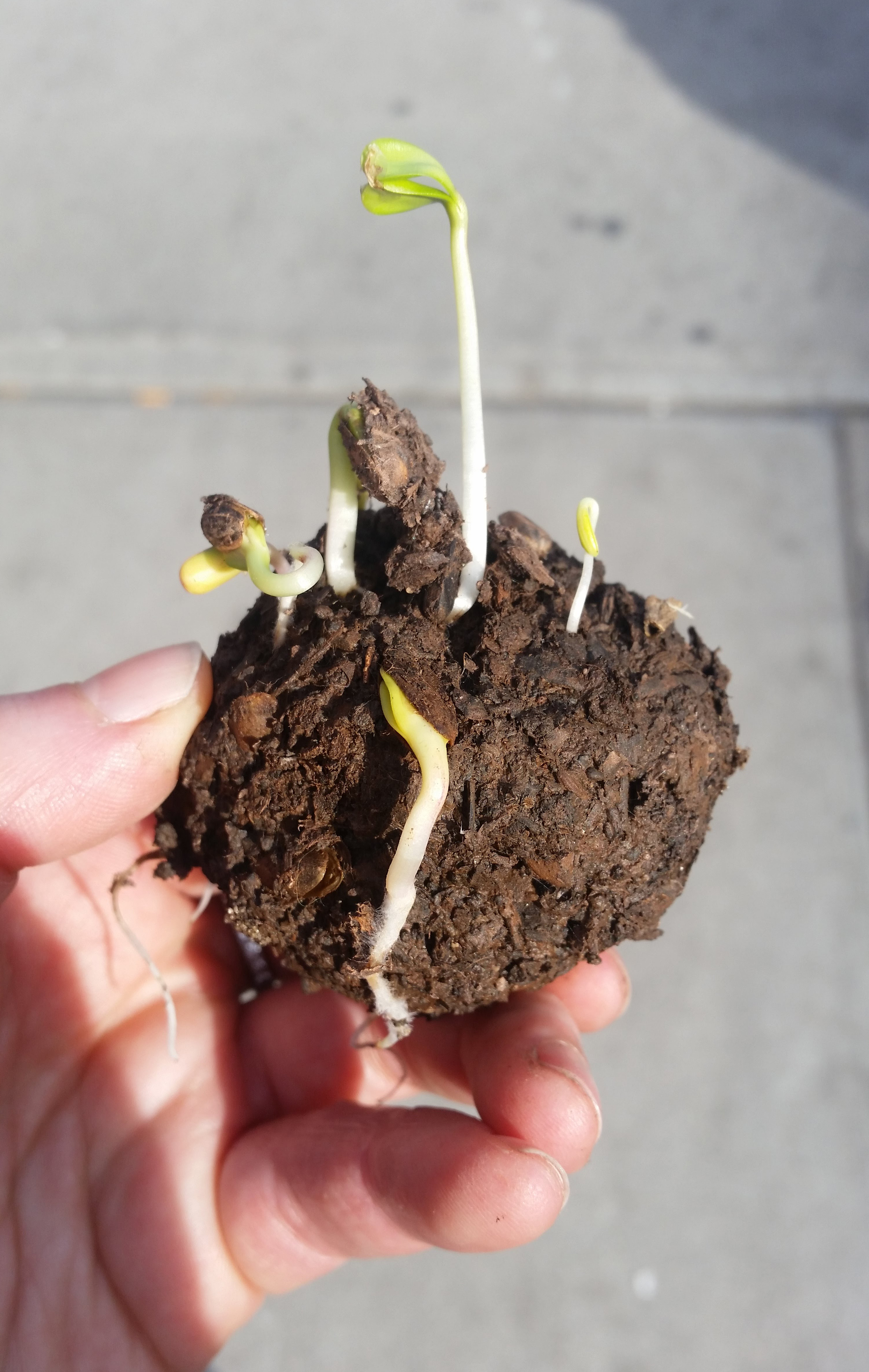 A "seed bomb" growing tiny green sprouts