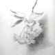 A black and white pencil sketch of a cluster of cherry blossoms