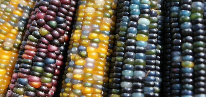 colorful heirloom corn