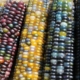 colorful heirloom corn